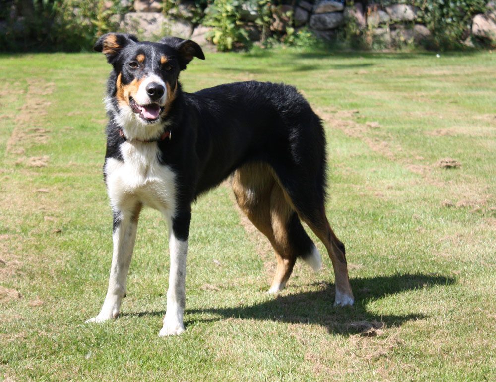 Hütehündin Darcy