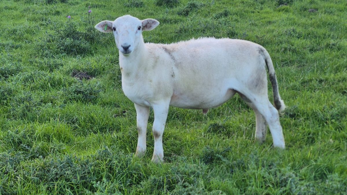 Lammböcke