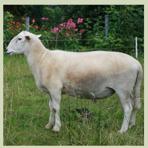 Zuchtbock, Sohn von George
